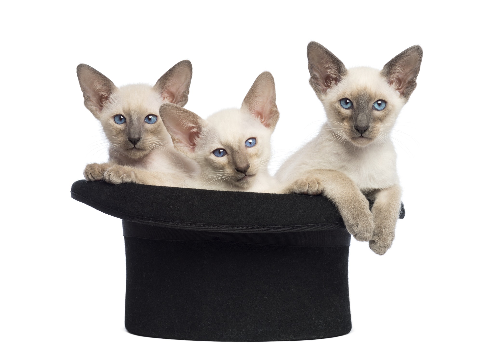 Three Oriental Shorthair kittens, 9 weeks old, sitting in magician's hat, against white background